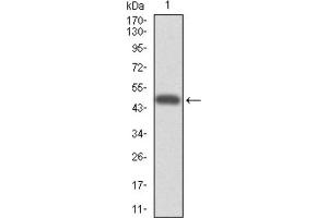 Western blot analysis using CYP3A4 antibody against HEK293 (1) and CYP3A4 (AA: 243-430) -hIgGFc transfected HEK293 (2) cell lysate. (CYP3A4 antibody)