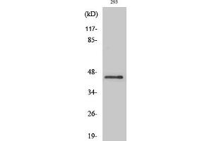 anti-Pentraxin 3 (PTX3) (AA 10-90) antibody
