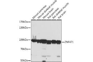 Western blot analysis of extracts of various cell lines, using ZNF471 antibody (ABIN7271491) at 1:1000 dilution. (ZNF471 antibody  (AA 80-210))