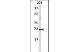 MBD3 Antibody (N-term) (ABIN657677 and ABIN2846669) western blot analysis in 293 cell line lysates (35 μg/lane). (MBD3 antibody  (N-Term))