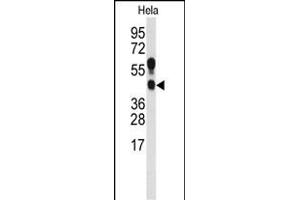 Western blot analysis of anti-PRMT1 Antibody (C-term ) (ABIN387834 and ABIN2843924) in Hela cell line lysates (35 μg/lane). (PRMT1 antibody  (C-Term))