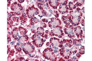 Anti-STEAP4 antibody IHC of human pancreas. (STEAP4 antibody  (N-Term))