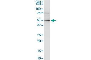 ALLC MaxPab rabbit polyclonal antibody. (Allantoicase antibody  (AA 1-409))