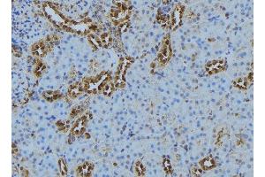 ABIN6278096 at 1/100 staining Mouse kidney tissue by IHC-P. (CASQ2 antibody)