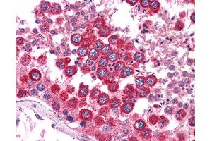 Anti-WNT2B antibody IHC of human testis. (WNT2B antibody  (N-Term))