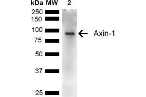 Western blot analysis of Rat Kidney showing detection of ~95 kDa Axin-1 protein using Rabbit Anti-Axin-1 Polyclonal Antibody (ABIN5667588). (Axin antibody  (AA 470-570) (Alkaline Phosphatase (AP)))