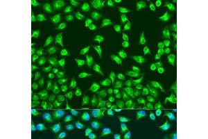 Immunofluorescence analysis of U2OS cells using MTCO2 Polyclonal Antibody at dilution of 1:100. (COX2 antibody)