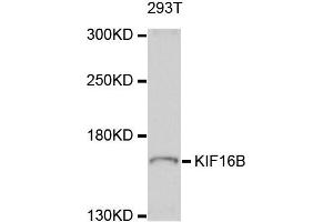 Western blot analysis of extract of 293T cells, using KIF16B antibody. (KIF16B antibody)