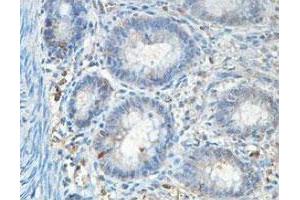 Immunohistochemical analysis of paraffin-embedded human fetal colon showing cytoplasmic staining with ABCF1 polyclonal antibody  at a 1 : 100 dilution. (ABCF1 antibody  (AA 580-837))