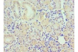Immunohistochemistry of paraffin-embedded human pancreatic tissue using ABIN7162504 at dilution of 1:100 (PAX6 antibody  (AA 1-300))