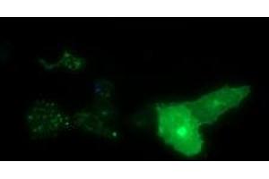 Image no. 2 for anti-Synaptotagmin IV (SYT4) antibody (ABIN1501277) (SYT4 antibody)