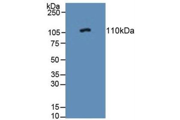 PTPRN 抗体  (AA 368-575)