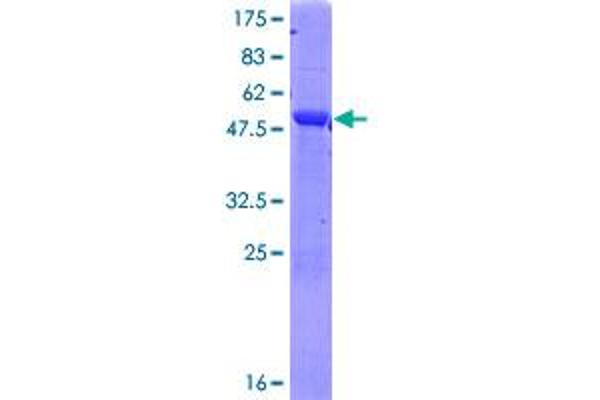 PRTFDC1 Protein (AA 1-225) (GST tag)