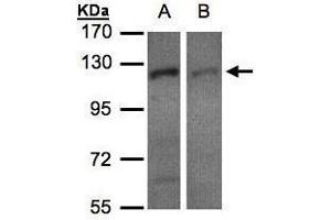 WB Image Sample(30 μg of whole cell lysate) A:H1299 B:HeLa S3, 7. (Exportin 7 antibody  (C-Term))
