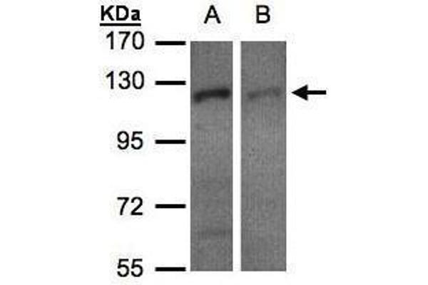 Exportin 7 antibody  (C-Term)