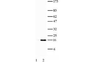 Histone H3 acetyl Lys27 antibody tested by Western blot.