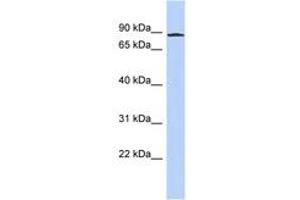 Image no. 1 for anti-Ankyrin Repeat and Zinc Finger Domain Containing 1 (ANKZF1) (AA 107-156) antibody (ABIN6742630) (ANKZF1 antibody  (AA 107-156))