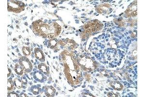 TRIM59 antibody was used for immunohistochemistry at a concentration of 4-8 ug/ml to stain Epithelial cells of renal tubule (arrows) in Human Kidney.