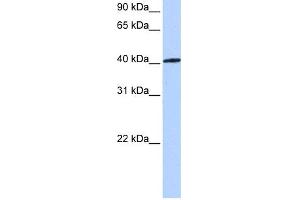 WB Suggested Anti-NR1H3 Antibody Titration:  0. (NR1H3 antibody  (C-Term))