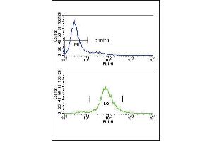 Bcl-6 Antibody (C-term) (ABIN391554 and ABIN2841500) flow cytometry analysis of Jurkat cells (bottom histogram) compared to a negative control cell (top histogram). (BCL6 antibody  (C-Term))