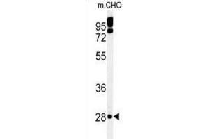 Western Blotting (WB) image for anti-Protein Tyrosine Phosphatase-Like (Proline Instead of Catalytic Arginine), Member B (PTPLB) antibody (ABIN3002188) (PTPLB antibody)