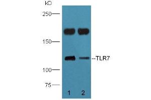 Mouse brain lysate probed with Rabbit Anti-TLR7 Polyclonal Antibody (ABIN718691) at 1:300 overnight in 4 °C. (TLR7 antibody  (AA 461-560))