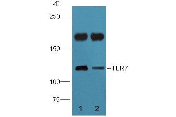 TLR7 antibody  (AA 461-560)