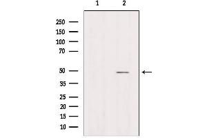 Western blot analysis of extracts from Hela, using AZI2 Antibody. (AZI2 antibody  (N-Term))