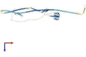 AlphaFold protein structure predicition of Human Recombinant NDC80 Protein, UniprotID O14777 (NDC80 Protein (AA 1-642) (His tag))