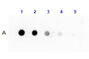 Dot Blot Results of Anti-Protein G Antibody Peroxidase Conjugated. (Protein G antibody  (HRP))