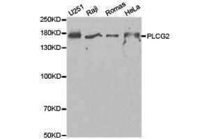 Western Blotting (WB) image for anti-Phospholipase C gamma 2 (PLCG2) antibody (ABIN1874161) (Phospholipase C gamma 2 antibody)