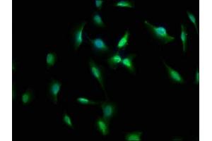 Immunofluorescence staining of U251 cells with ABIN7157954 at 1:66, counter-stained with DAPI. (RANBP3L antibody  (AA 170-295))