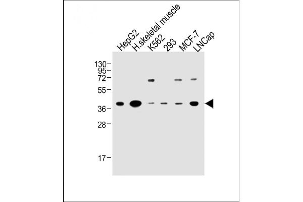 OR2H2 antibody  (C-Term)