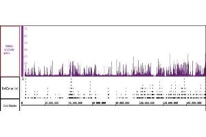 PBRM1 antibody (pAb) tested by ChIP-Seq. (Polybromo 1 antibody  (N-Term))
