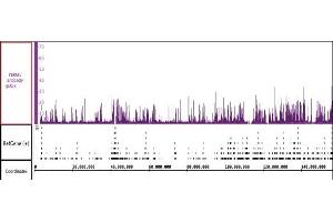 PBRM1 antibody (pAb) tested by ChIP-Seq.