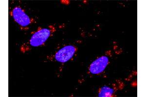 Proximity Ligation Analysis of protein-protein interactions between HSPA1L and MAP3K7IP1. (TAB1 antibody  (AA 3-100))