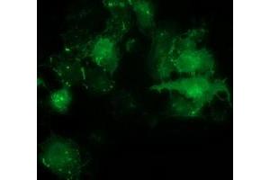 Anti-PDLIM2 mouse monoclonal antibody (ABIN2454448) immunofluorescent staining of COS7 cells transiently transfected by pCMV6-ENTRY PDLIM2 (RC210022). (PDLIM2 antibody)