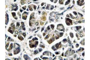 Immunohistochemical analysis of paraffin-embedded human pancreas tissue using NDUFA8 polyclonal antibody .