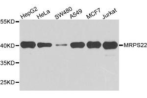Western blot analysis of extract of various cells, using MRPS22 antibody.