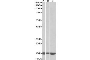 ABIN5539726 (0. (LGALS1/Galectin 1 antibody  (N-Term))