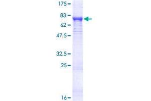 PDP2 Protein (AA 1-529) (GST tag)