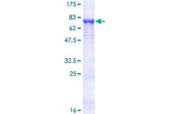 PDP2 Protein (AA 1-529) (GST tag)