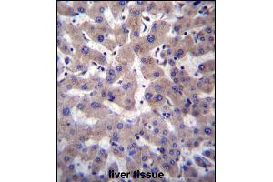 PRCP Antibody (N-term) (ABIN657308 and ABIN2846386) immunohistochemistry analysis in formalin fixed and paraffin embedded human liver tissue followed by peroxidase conjugation of the secondary antibody and DAB staining.
