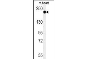 SAMD9L antibody  (C-Term)