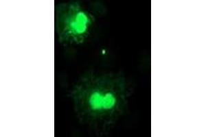 Anti-FXN mouse monoclonal antibody (ABIN2455585) immunofluorescent staining of COS7 cells transiently transfected by pCMV6-ENTRY FXN (RC204880). (Frataxin antibody)