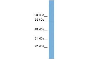WB Suggested Anti-POLR3C  Antibody Titration: 0. (POLR3C antibody  (Middle Region))
