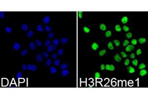Immunofluorescence analysis of 293T cells using Monomethyl-Histone H3-R26 antibody (ABIN5969833). (Histone 3 antibody  (H3R26me))