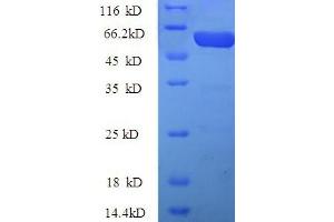 SDS-PAGE (SDS) image for Kynurenine 3-Monooxygenase (Kynurenine 3-Hydroxylase) (KMO) (AA 1-486), (full length) protein (His-SUMO Tag) (ABIN5709819)