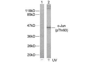 Western blot analysis of extract from HeLa cells untreated or treated with (C-JUN antibody  (pThr93))