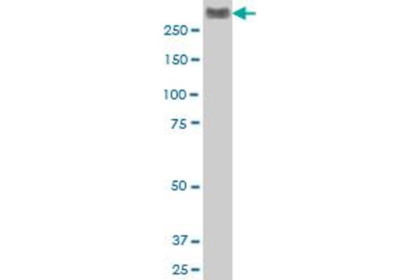 FLNC antibody  (AA 2606-2705)